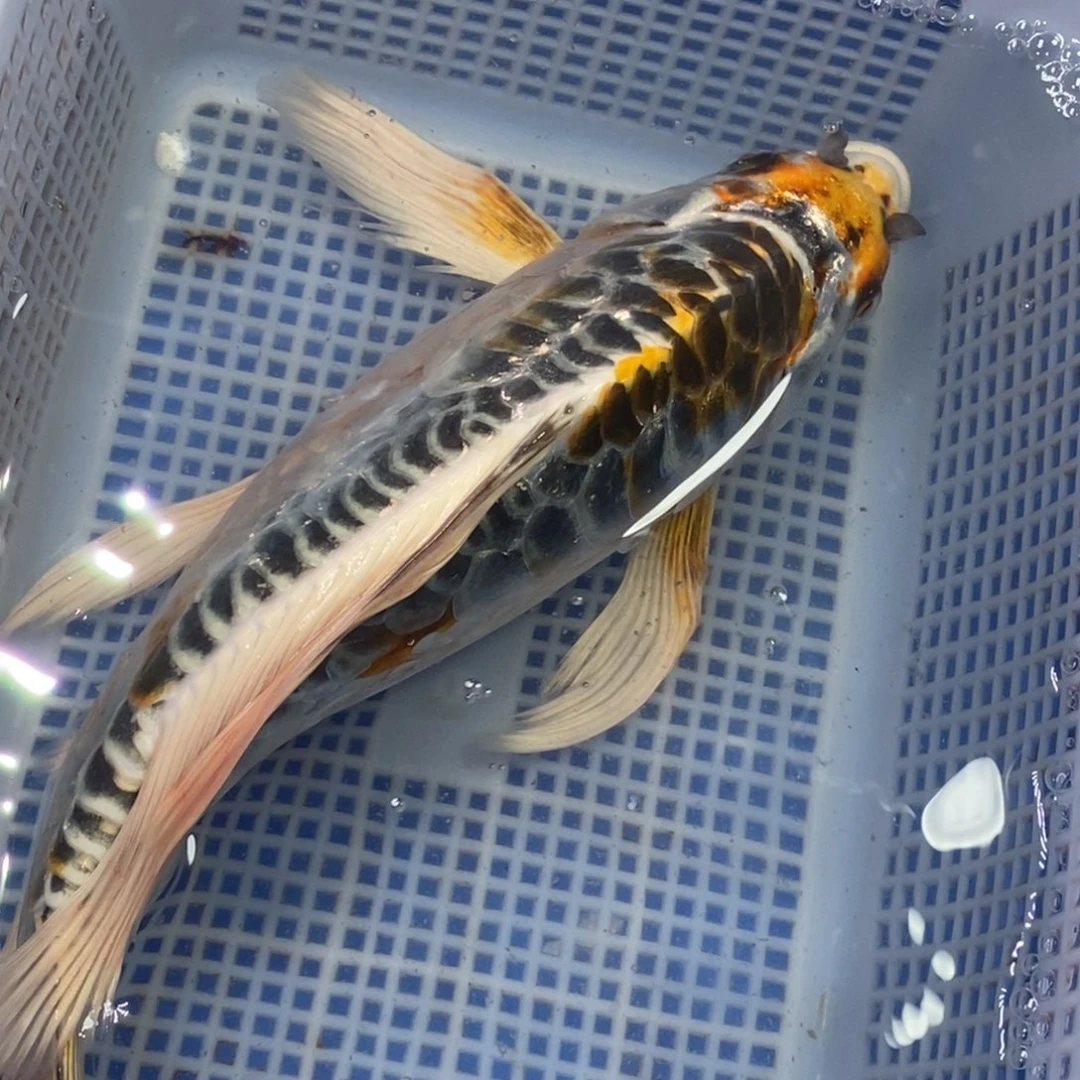 锦鲤冷水锦鲤包邮