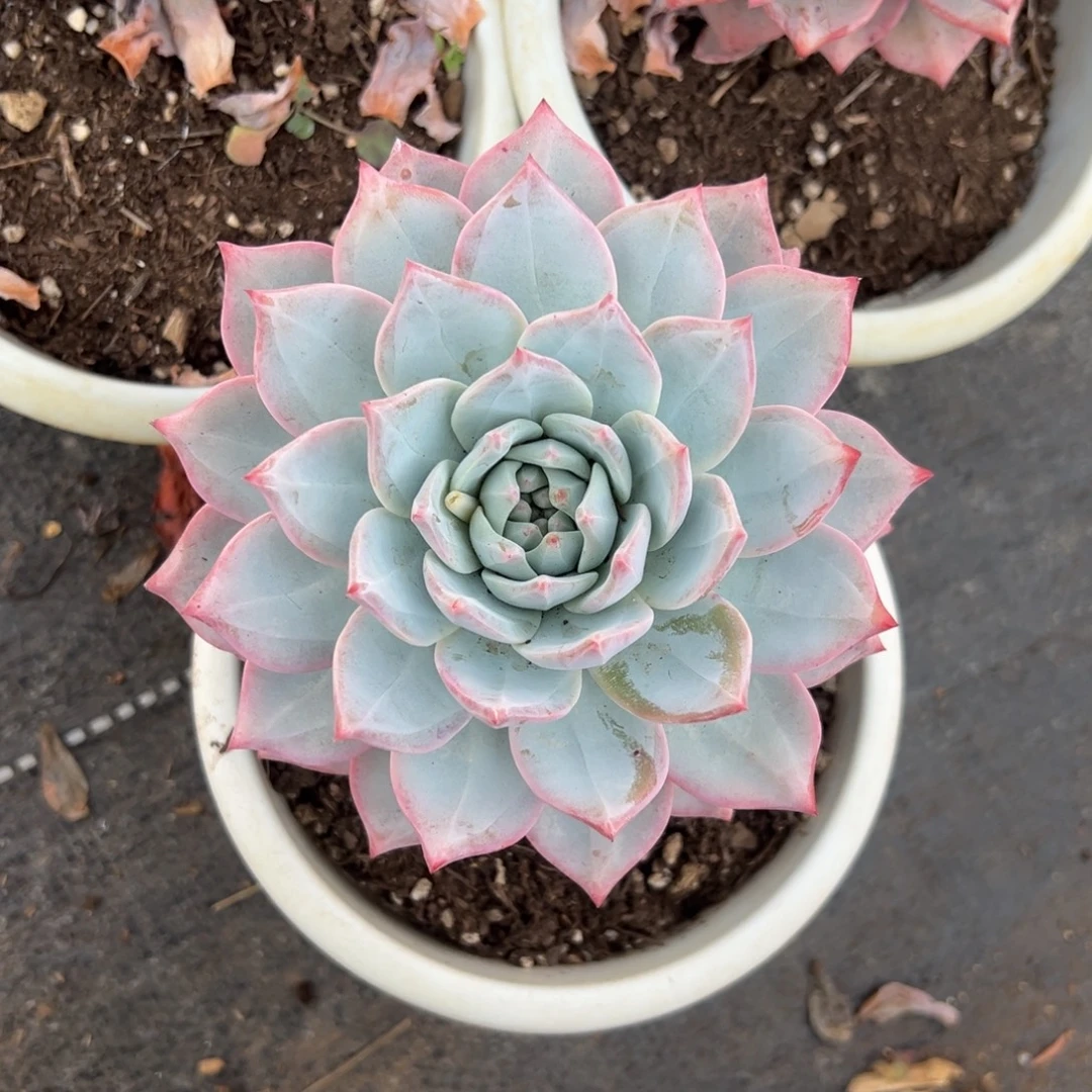 多肉植物单头粉蓝鸟