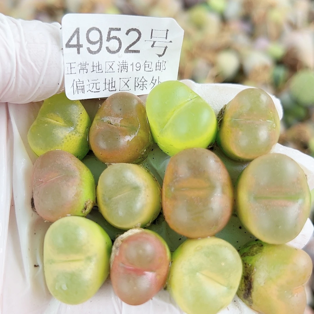 4952五年毛毛12个1.5-2cm