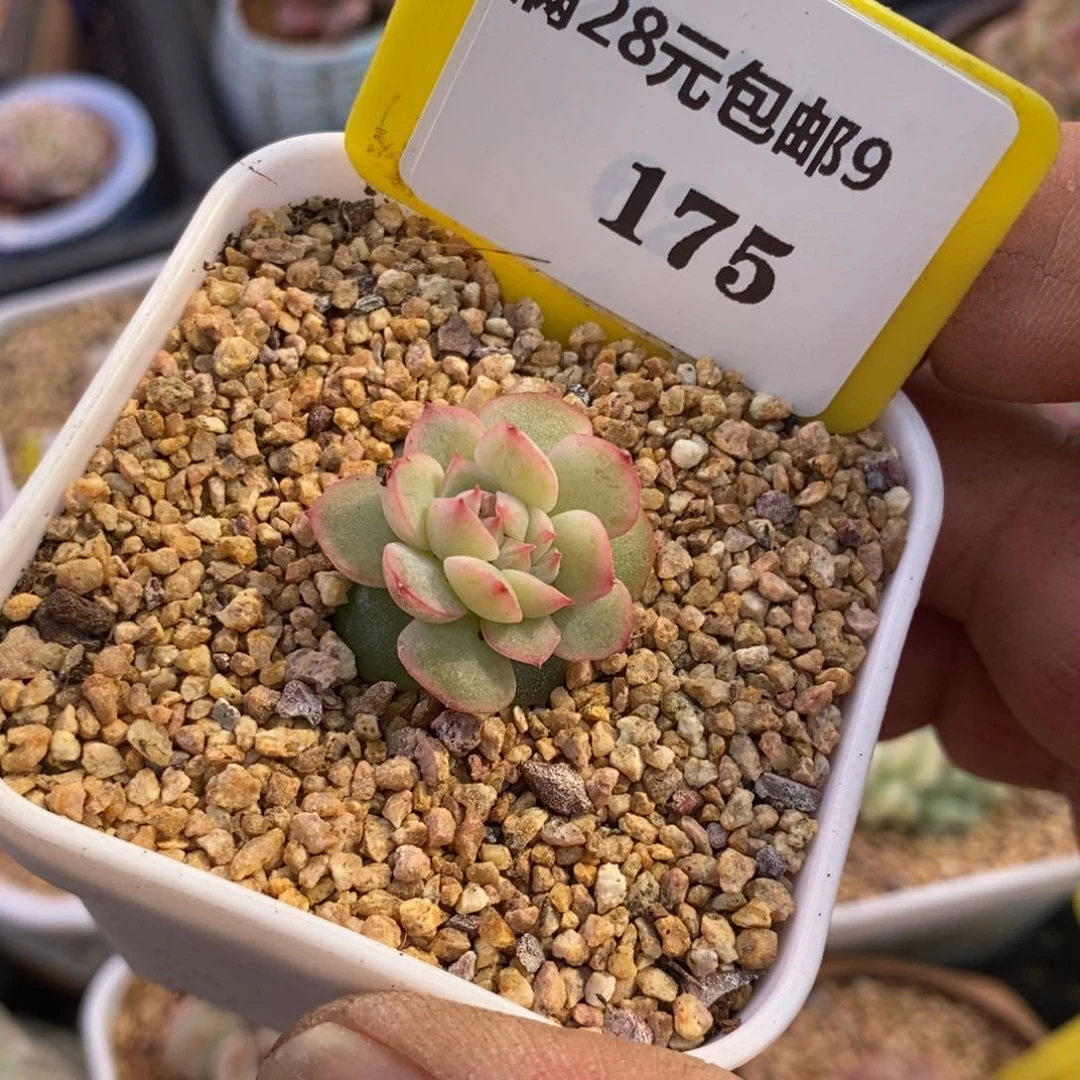 9175玉笛缀化多肉植物，带盆