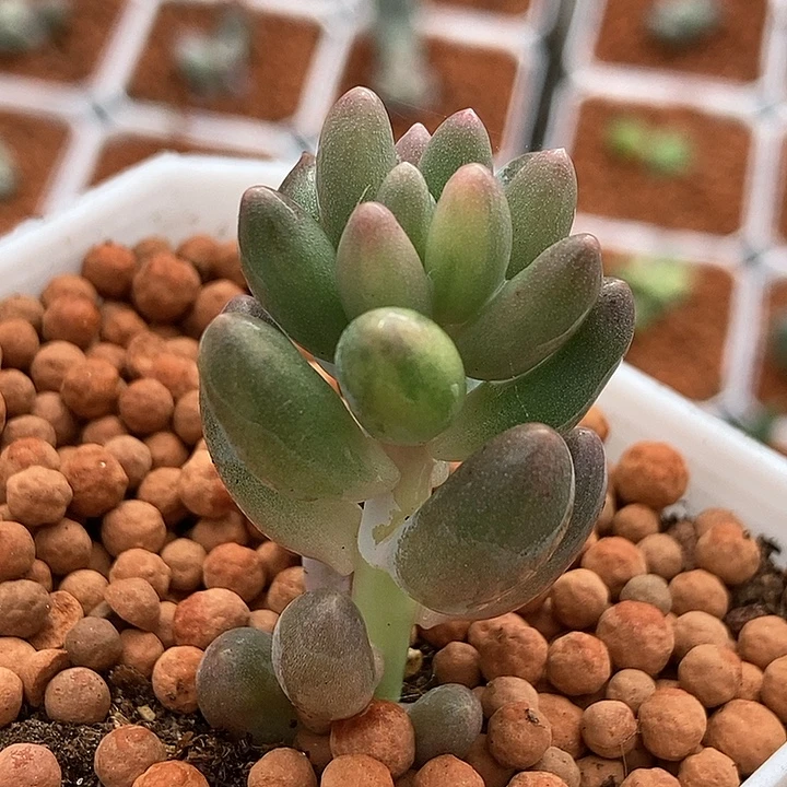 婴儿手指锦多肉植物