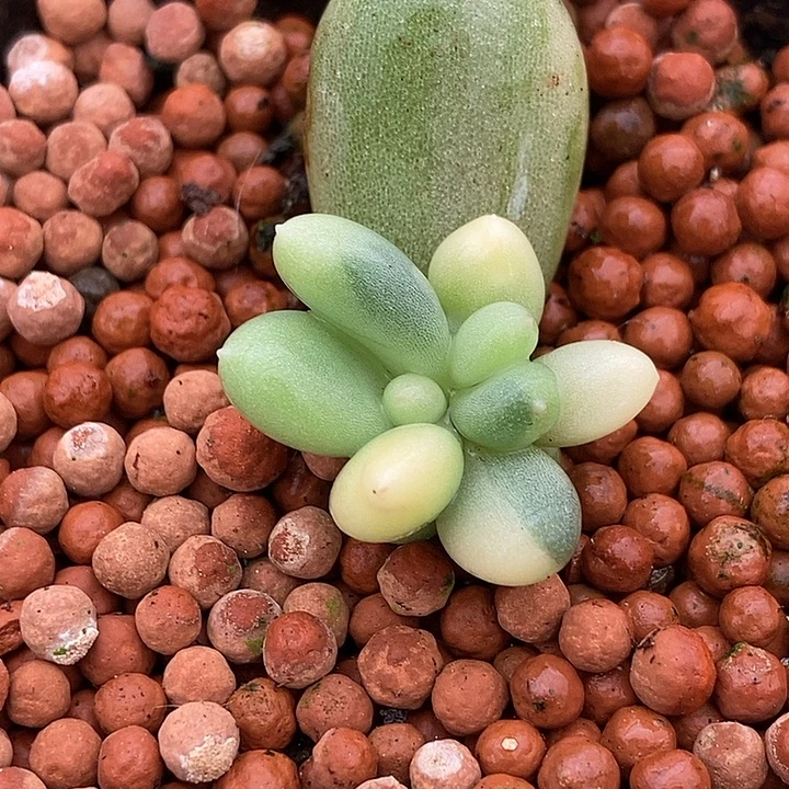 奶酪锦多肉植物多肉