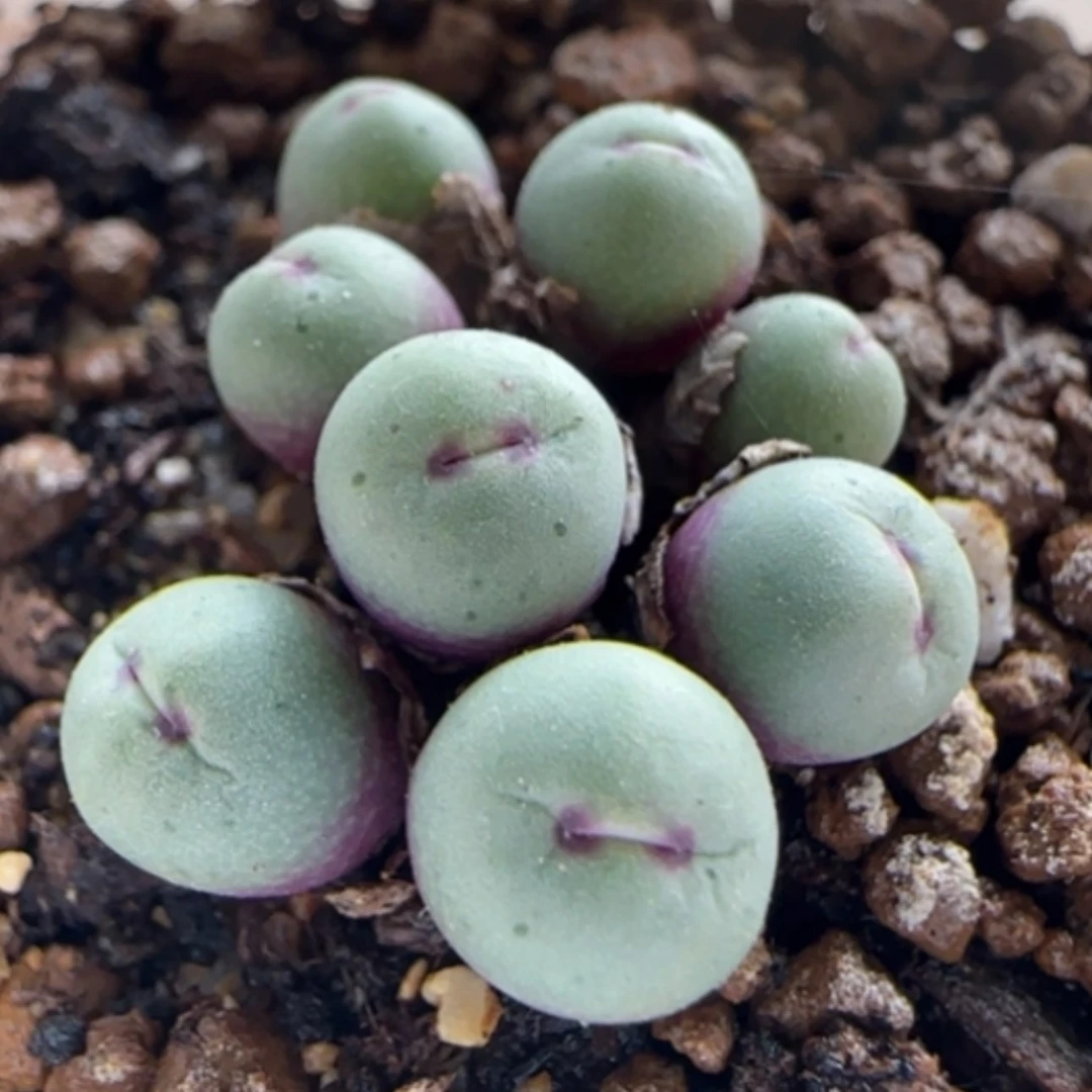 【闪购商品】0015