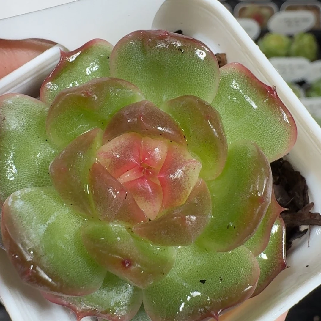 0923-111-芳草混单头