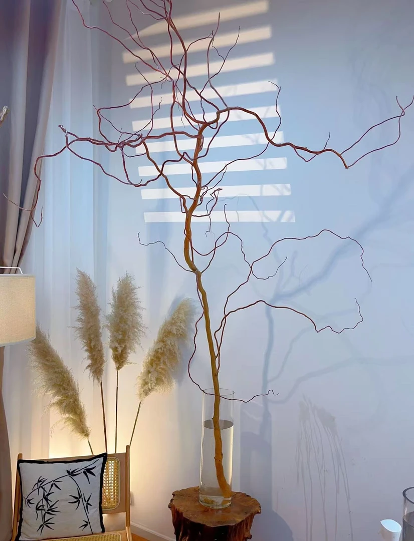 黄金龙柳鲜枝水培植物室内好养活绿植高级感客厅旺宅真花遇水生根