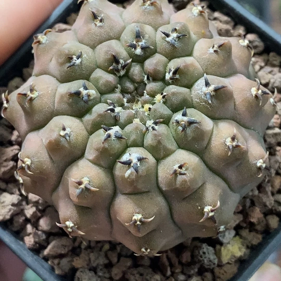 孤品实生特选稀有红皮极致短豪刺黑粗刺怪龙丸5cm