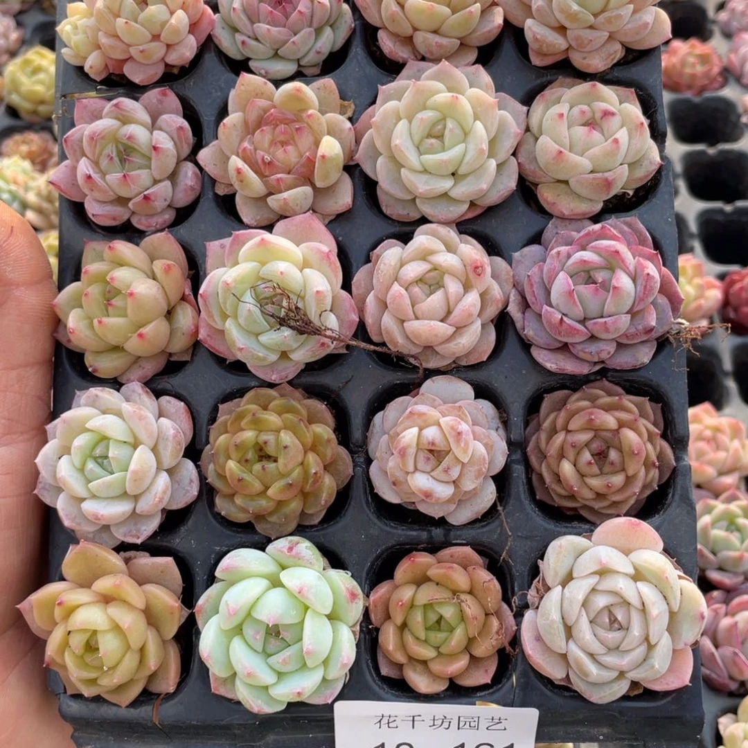 一物一拍20棵小苗10-161