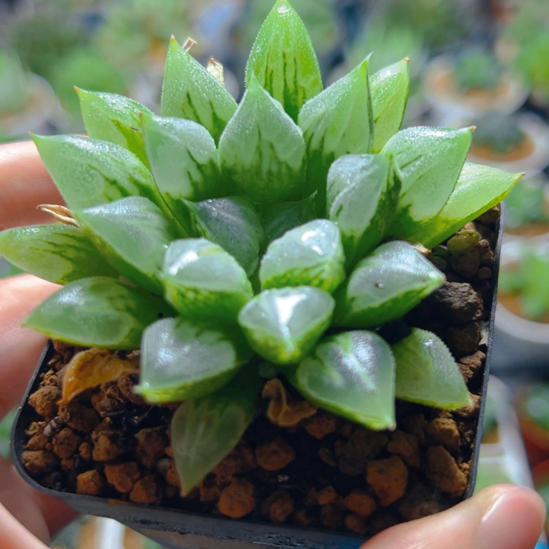 爱心寿多肉多肉多肉