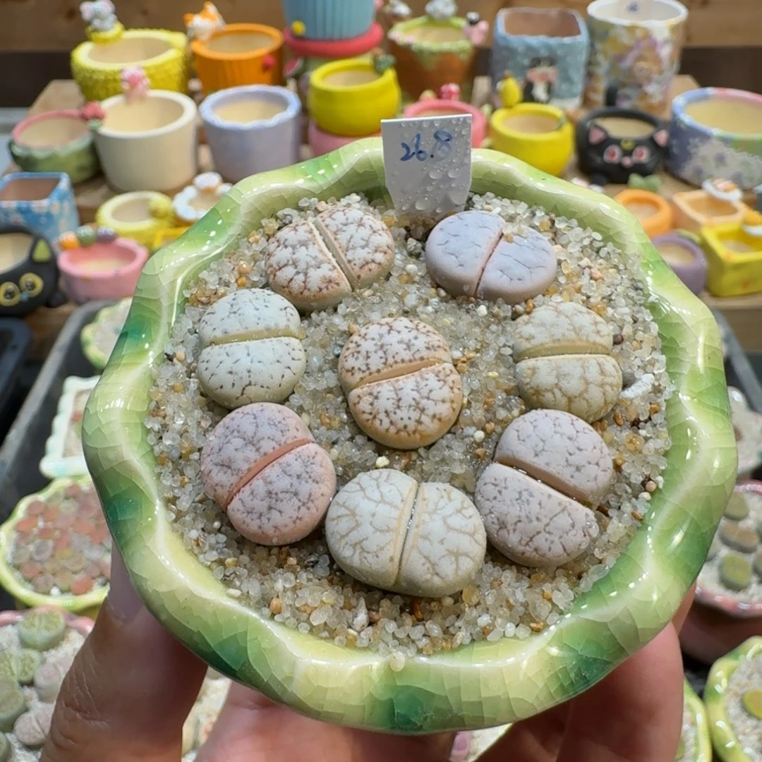 蘑菇475c309a拿铁彩拼多肉植物