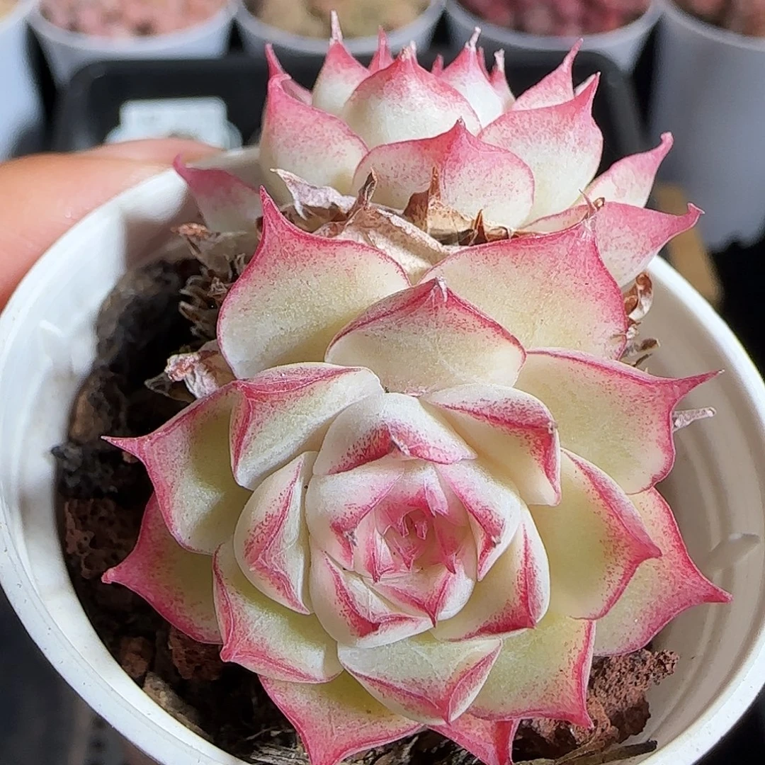 多肉1219-171女王玫瑰