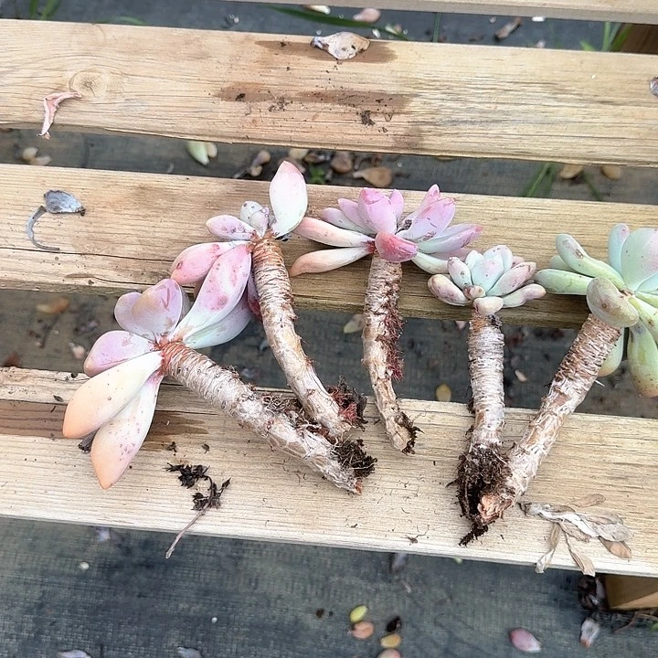 じ****鱼奥普断枝福利出不售后