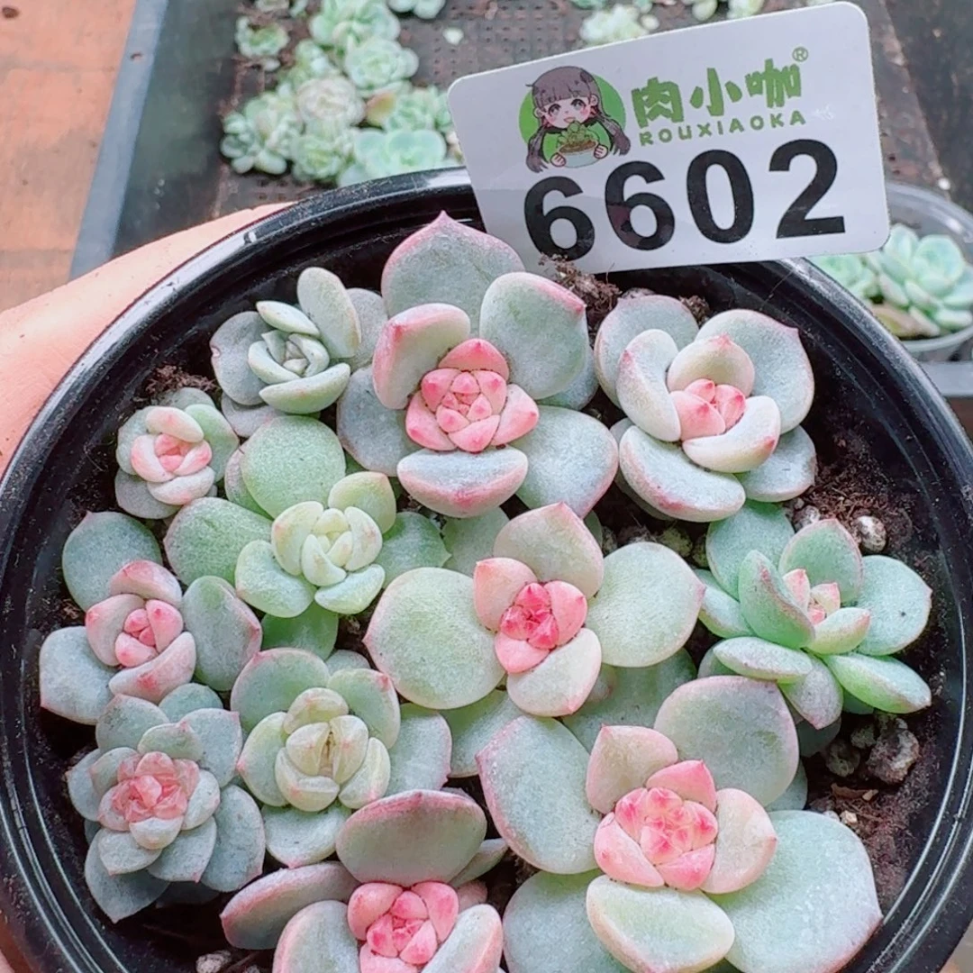 多肉植物多肉植物