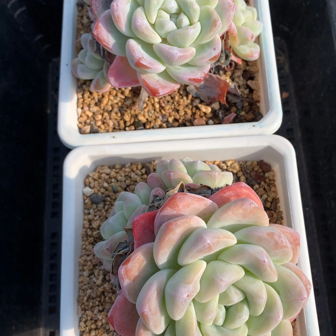 1217-23 套餐一组