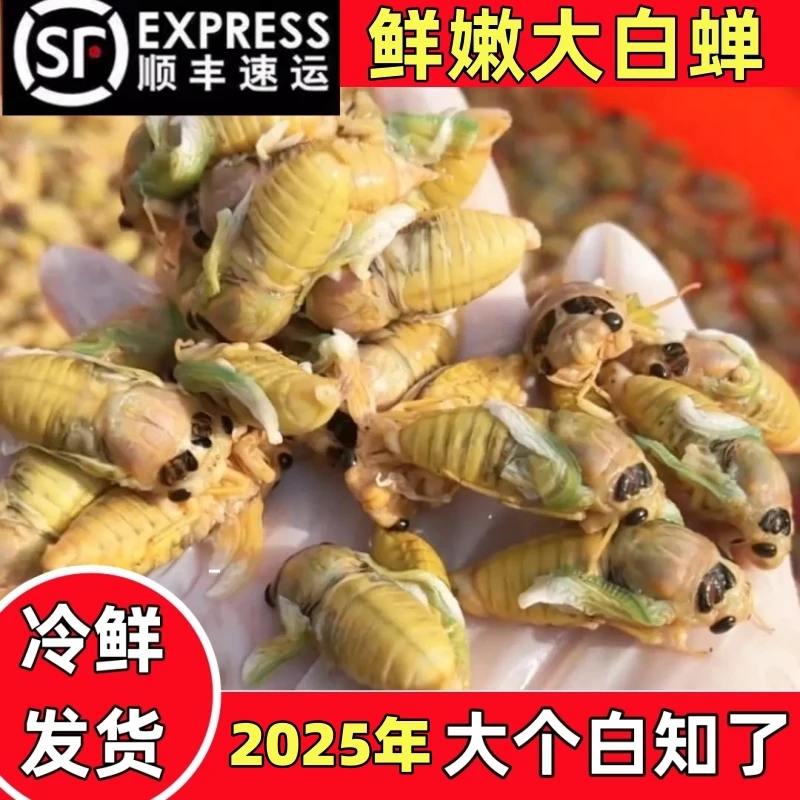 【顺丰包邮】2025年知了猴新鲜金蝉白蝉蝉蛹知了猴批发爬拉猴先捉