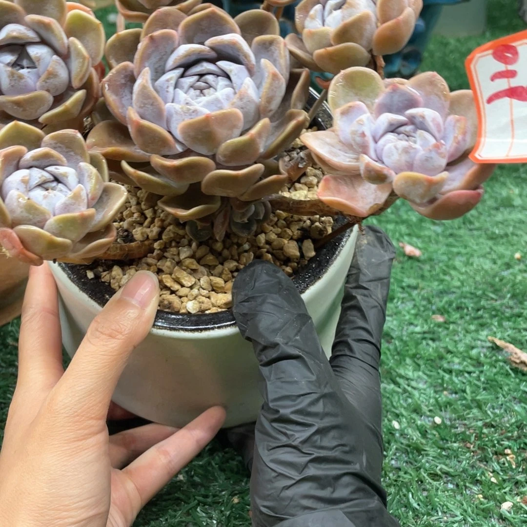 019 一物一拍28包邮非偏远