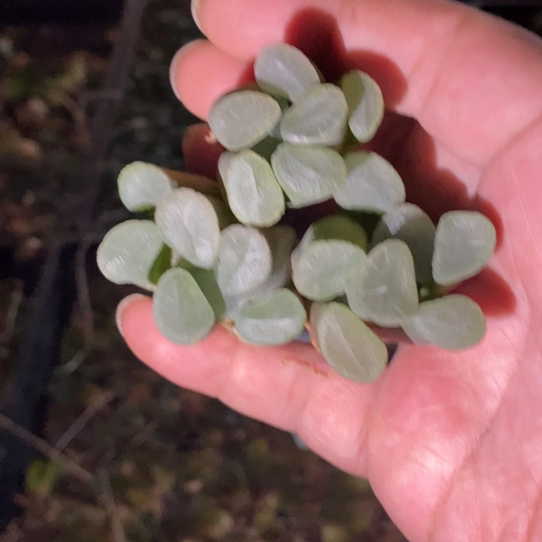 617 一颗实生大糯窗万象 挑大的发货