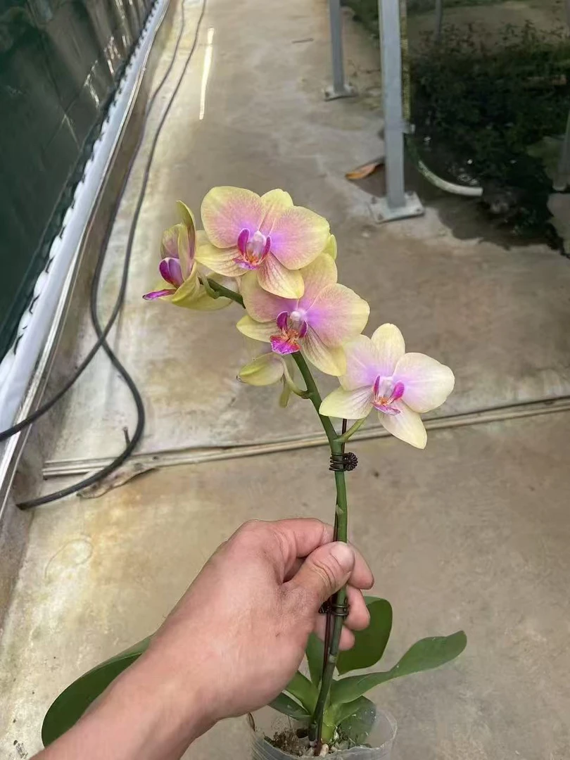 风和日丽蝴蝶兰，单颗