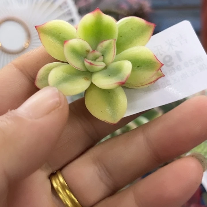 1926紫梦锦无根多肉植物