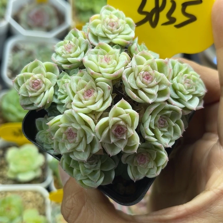 粉冰透花朵脸麦秆3835