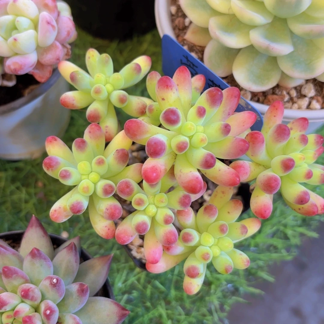 序***.云南金致家精品多肉