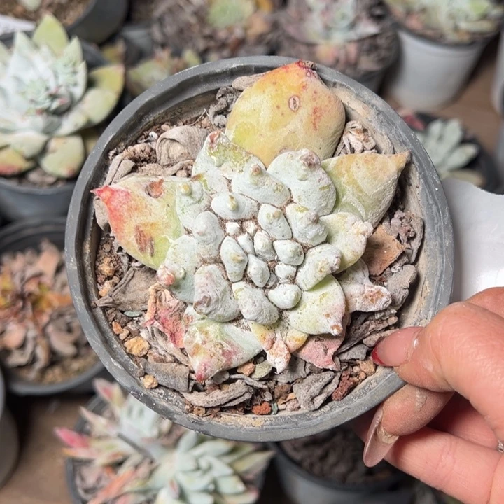 135哈哈哈哈哈哈哈哈哈