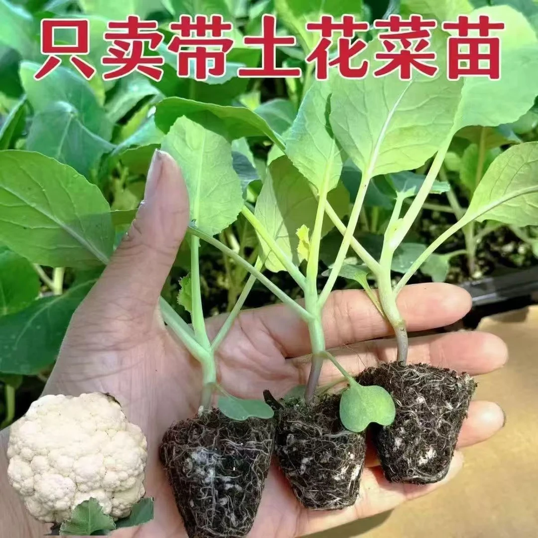 有机花菜苗秧苗白色散花青梗松花椰菜种苗西兰花苗四季种植易成活