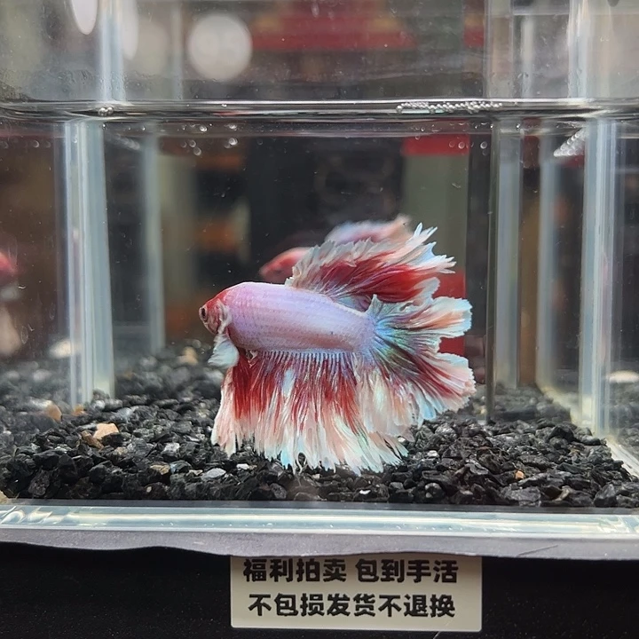 斗鱼竞拍跑单拉黑31日95
