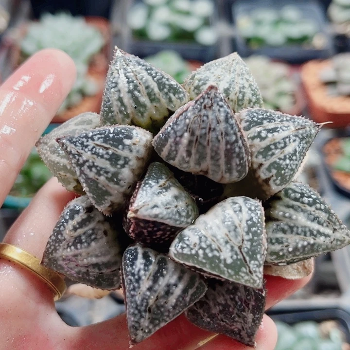 如***）十二卷 雪景色无盆福利