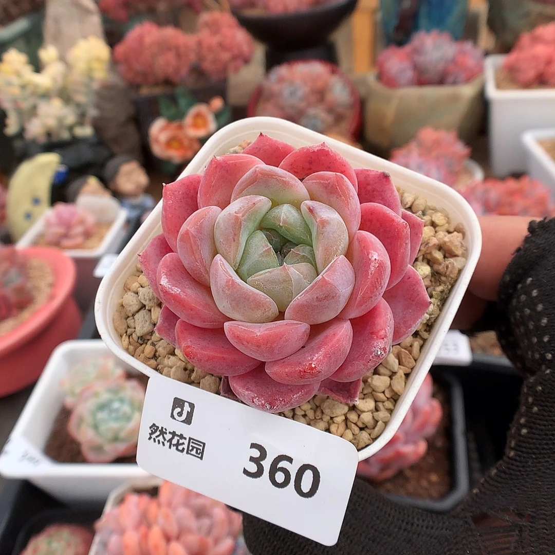 360玉魄多肉植物6666