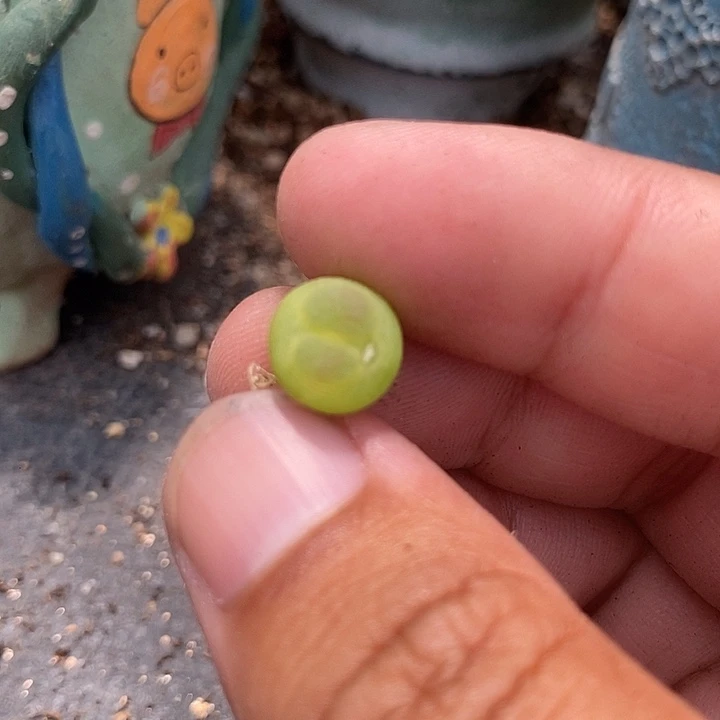 9505拉登一颗有伤