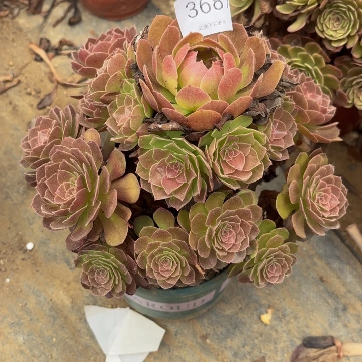 赤焰莲多肉处理不包断头3687