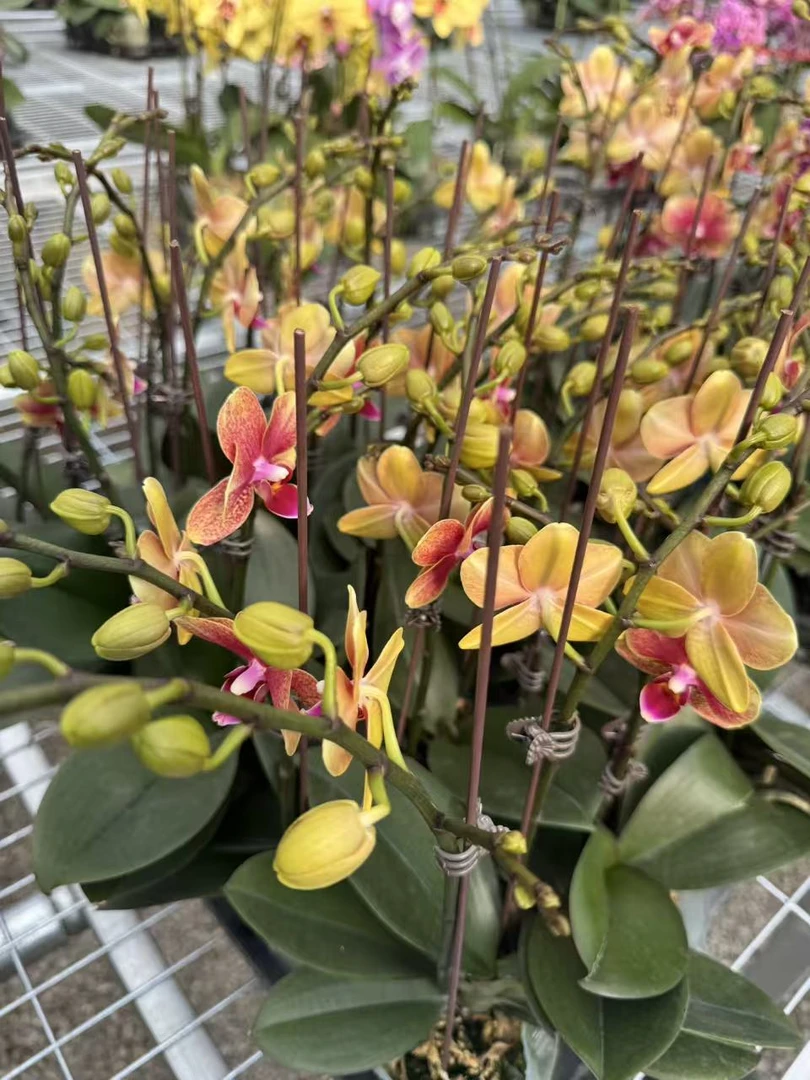 兰屿 LYSLAND【金蝶3.0寸】蝴蝶兰鲜花盆栽