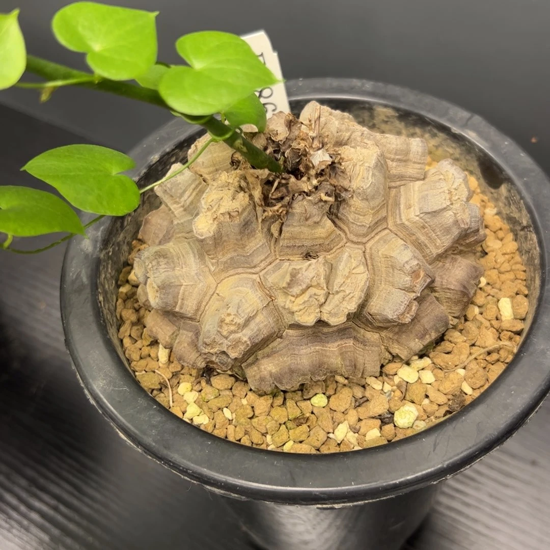精品盆栽养定龟甲龙586号