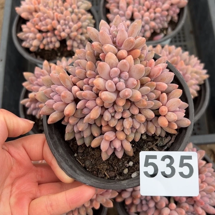 孙*娘535 多肉植物组合盆栽