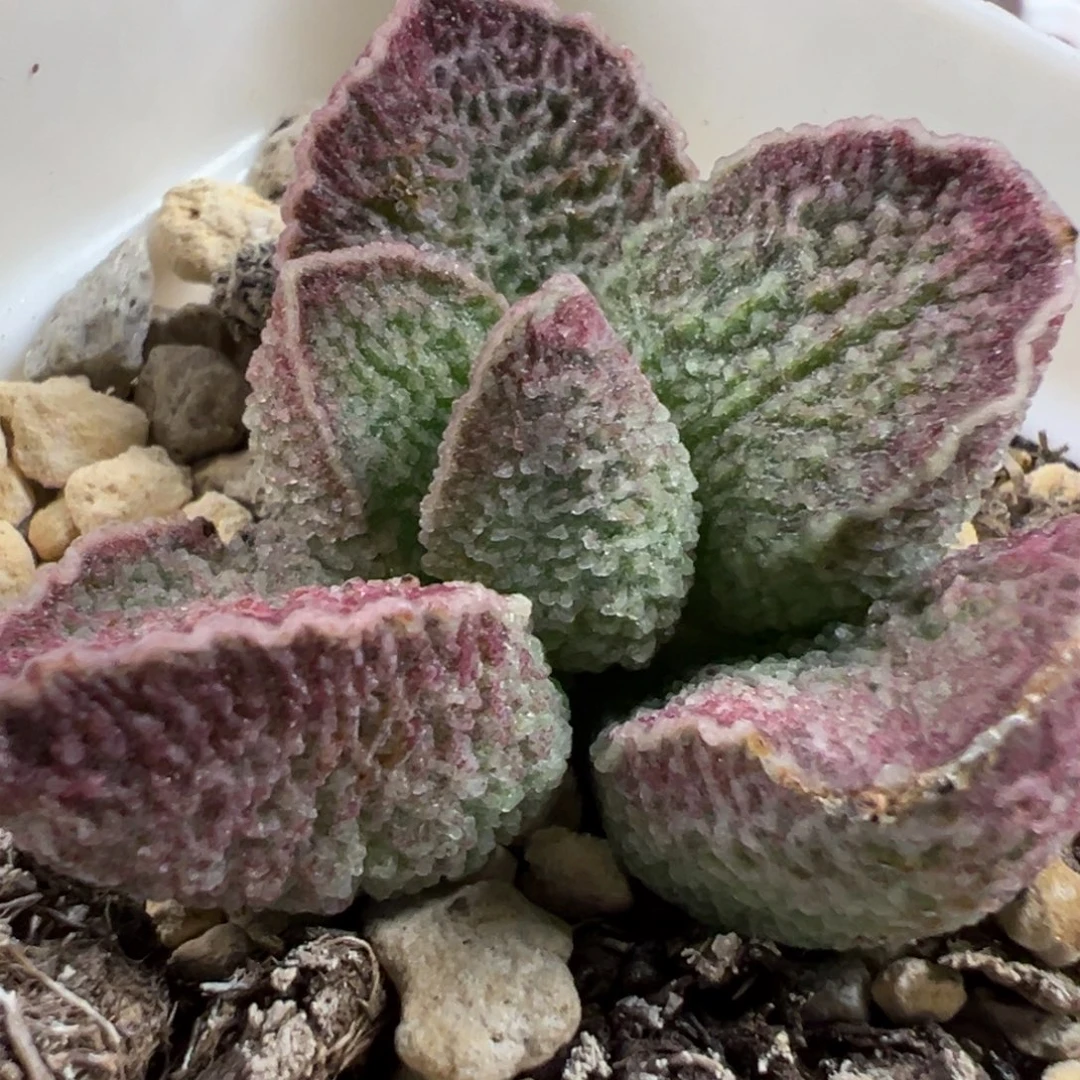 实生新品多肉植物水泡多肉植物水泡