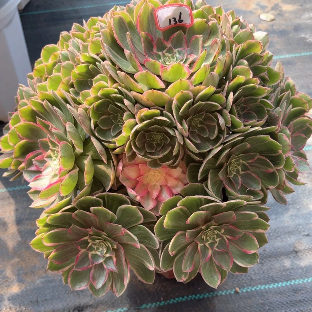 全部花朵136莲花座多肉植物