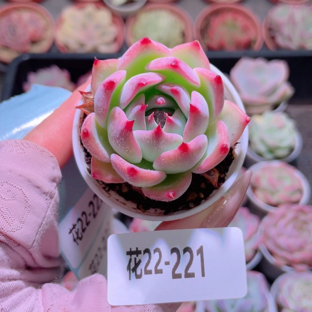 花利美22-221吉娃娃