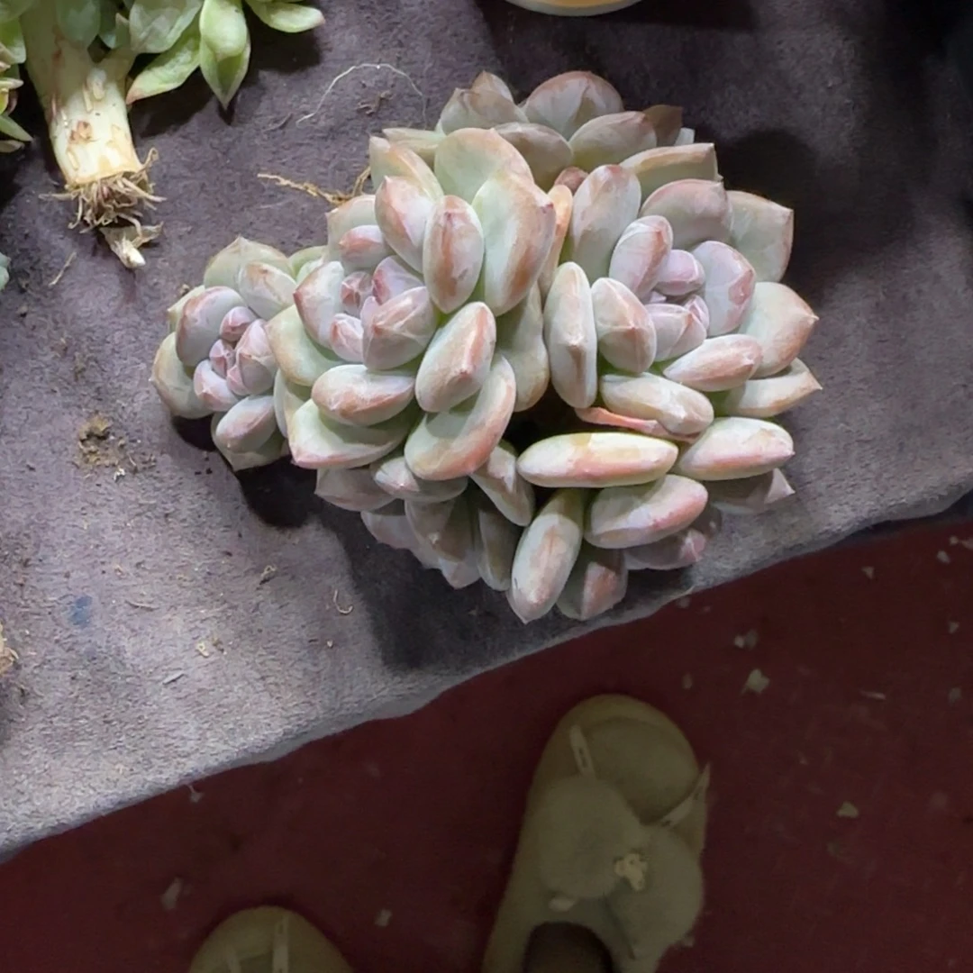 星影7头有砍一物一拍石榴籽