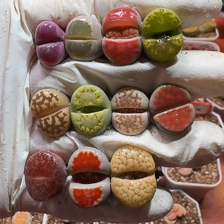 生石花1111111112。   266