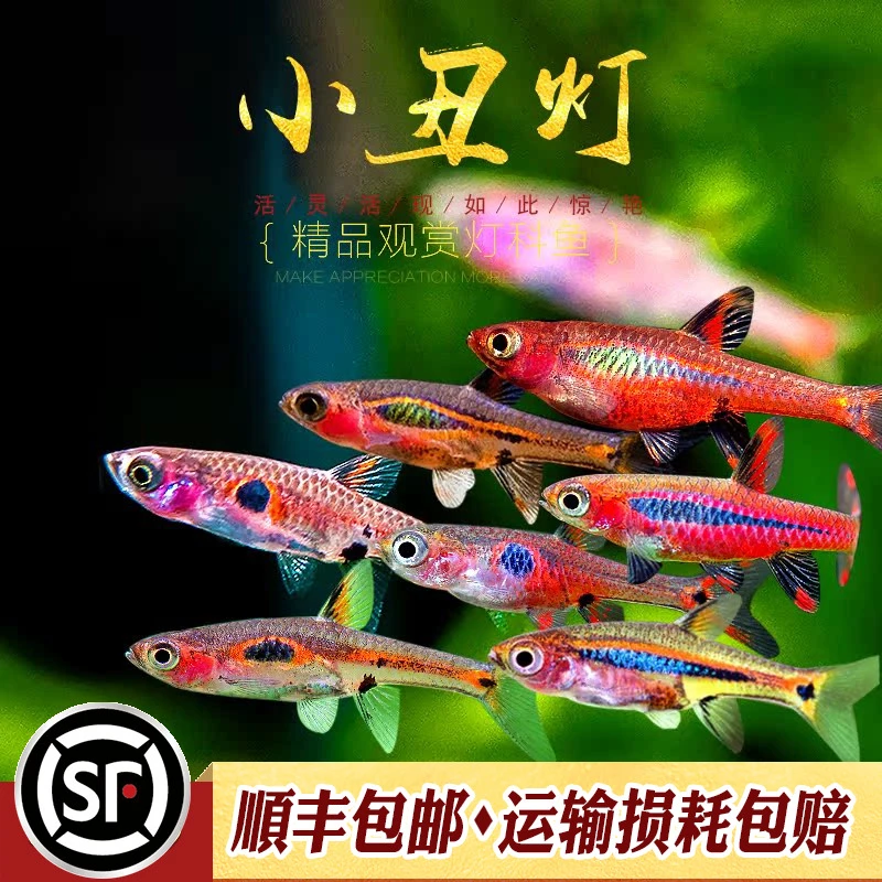 小丑灯鱼小型迷你灯科鱼淡水热带鱼一线绿线玫瑰红蚂蚁灯群游活体