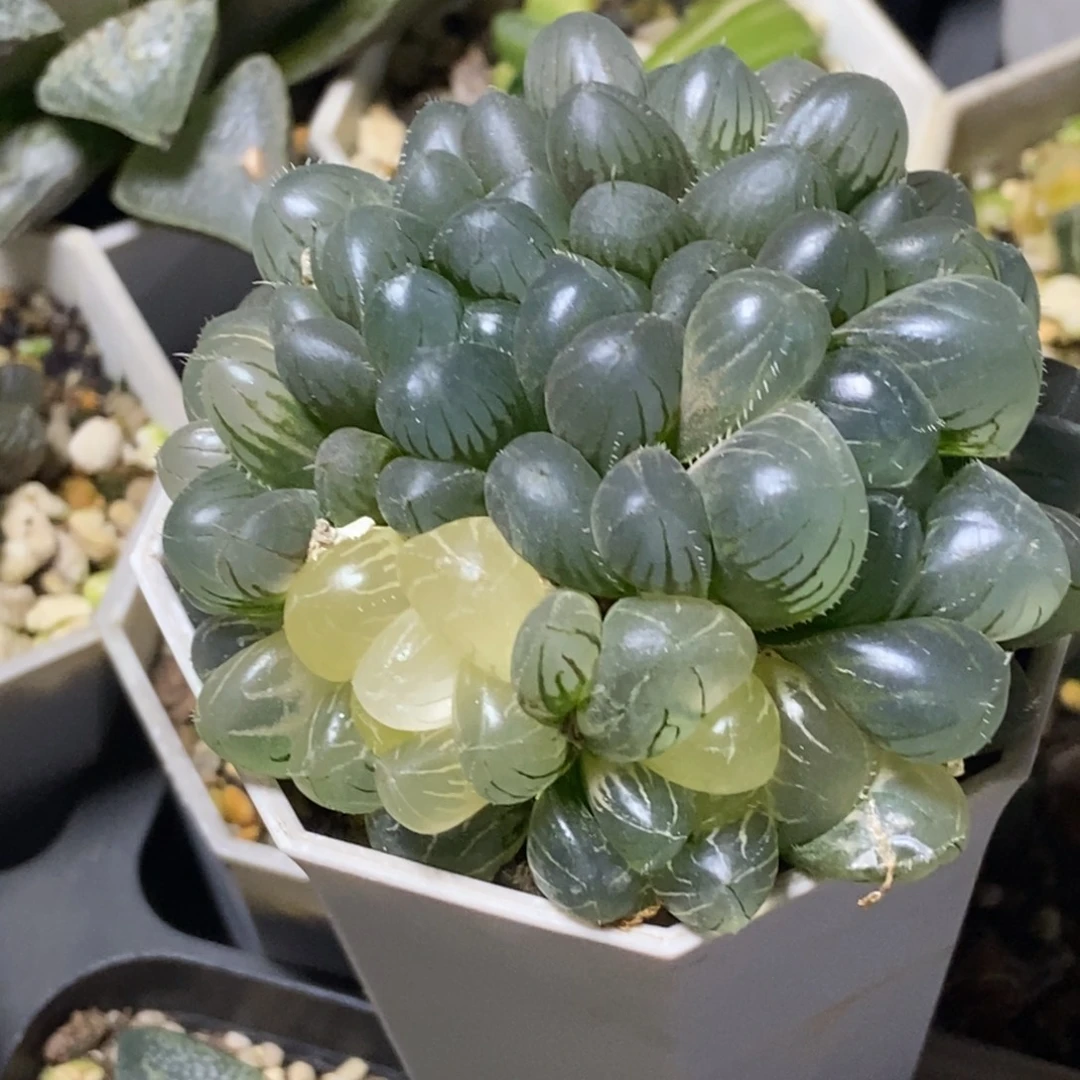 实生玉露锦底座苗带底座群