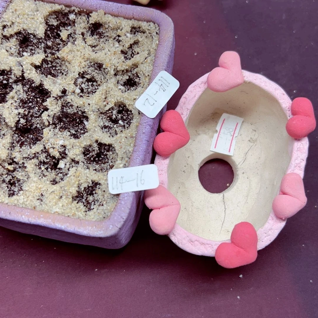 ୧**114 优秀的肉肉16