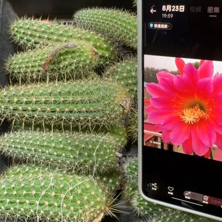 241毛飞龙歪10公分左右无根侧牙，20包邮