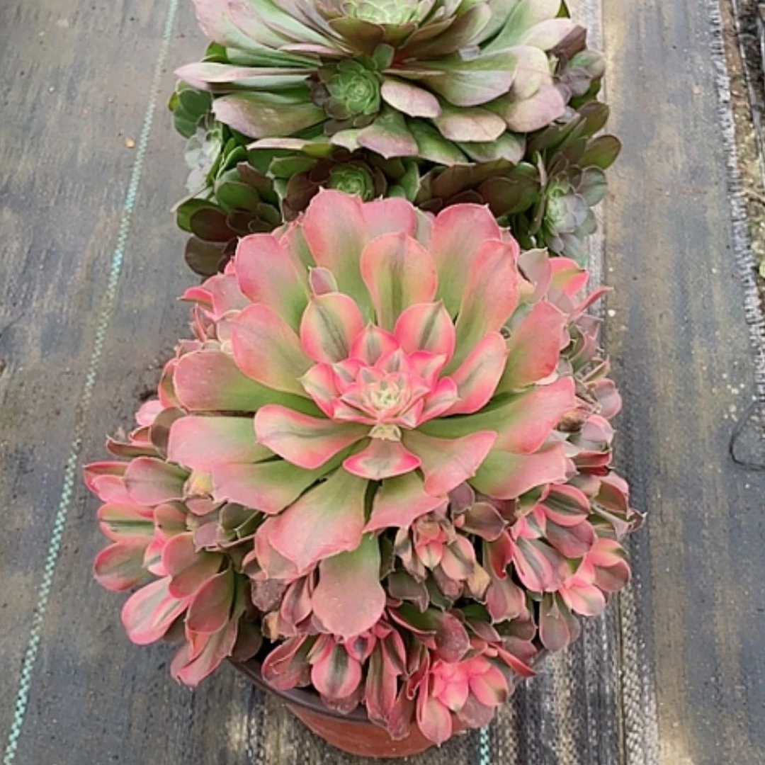 【闪购商品】若法师好看也好养