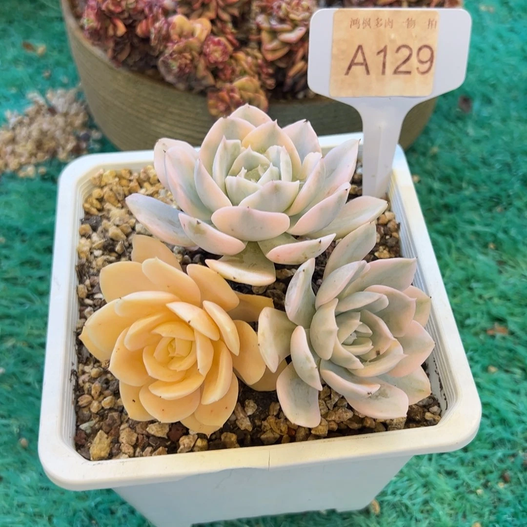 鲁氏锦，，，，，，，，，，，，