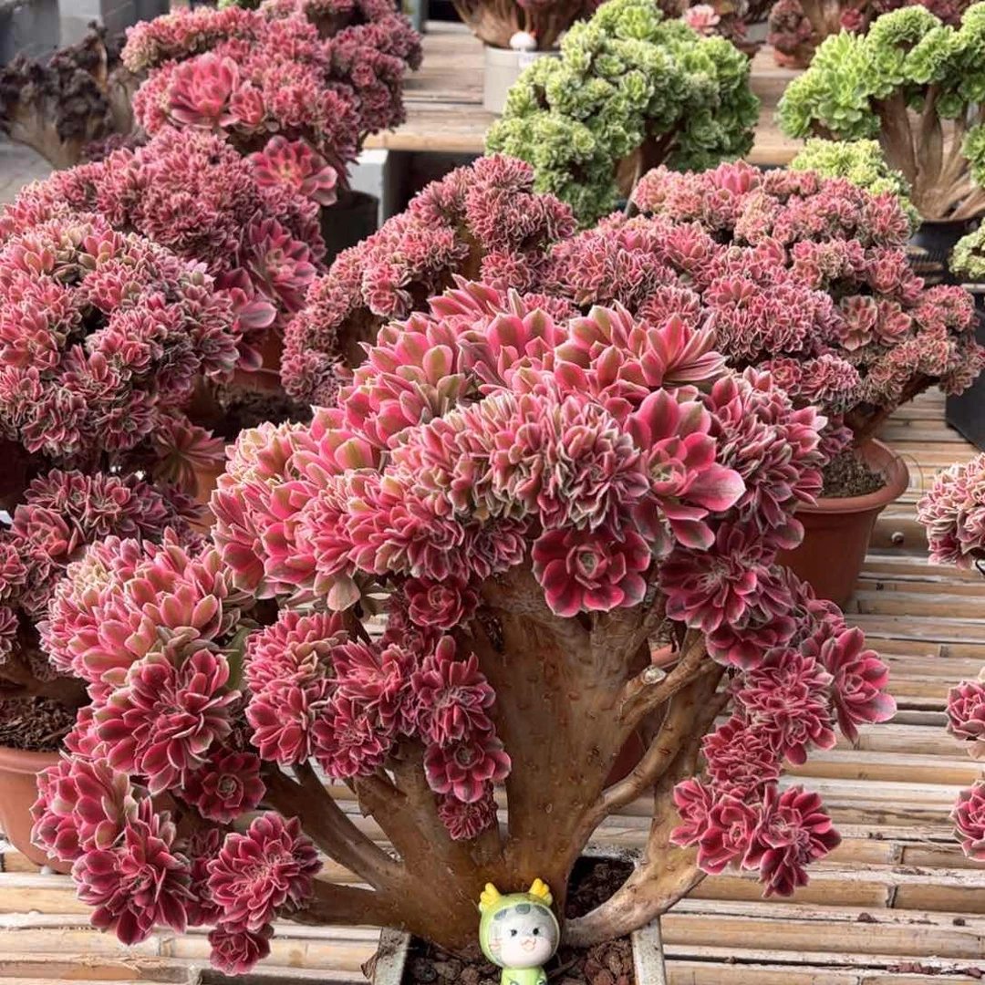 粉女巫朵朵整版精品