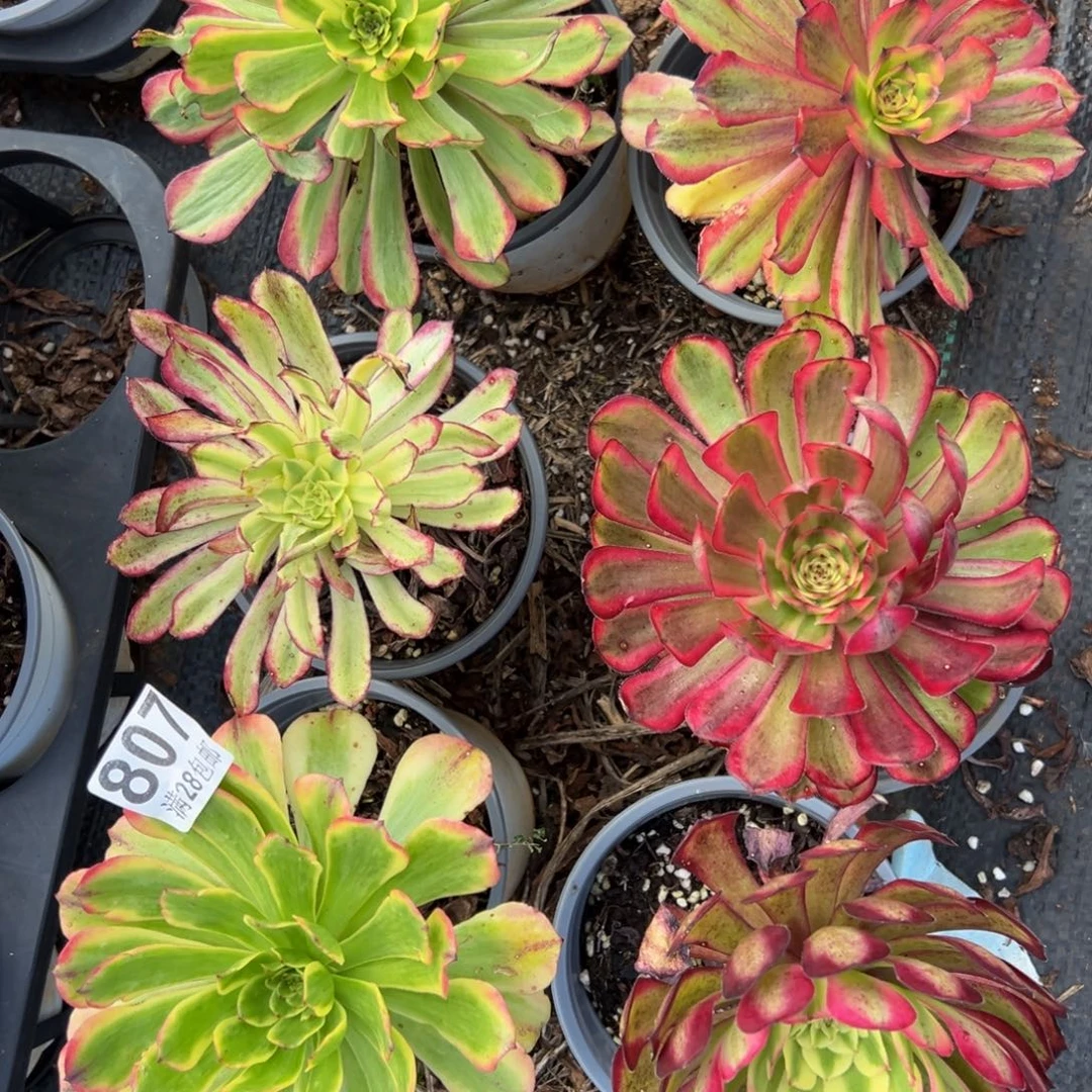 多肉植物807六颗的