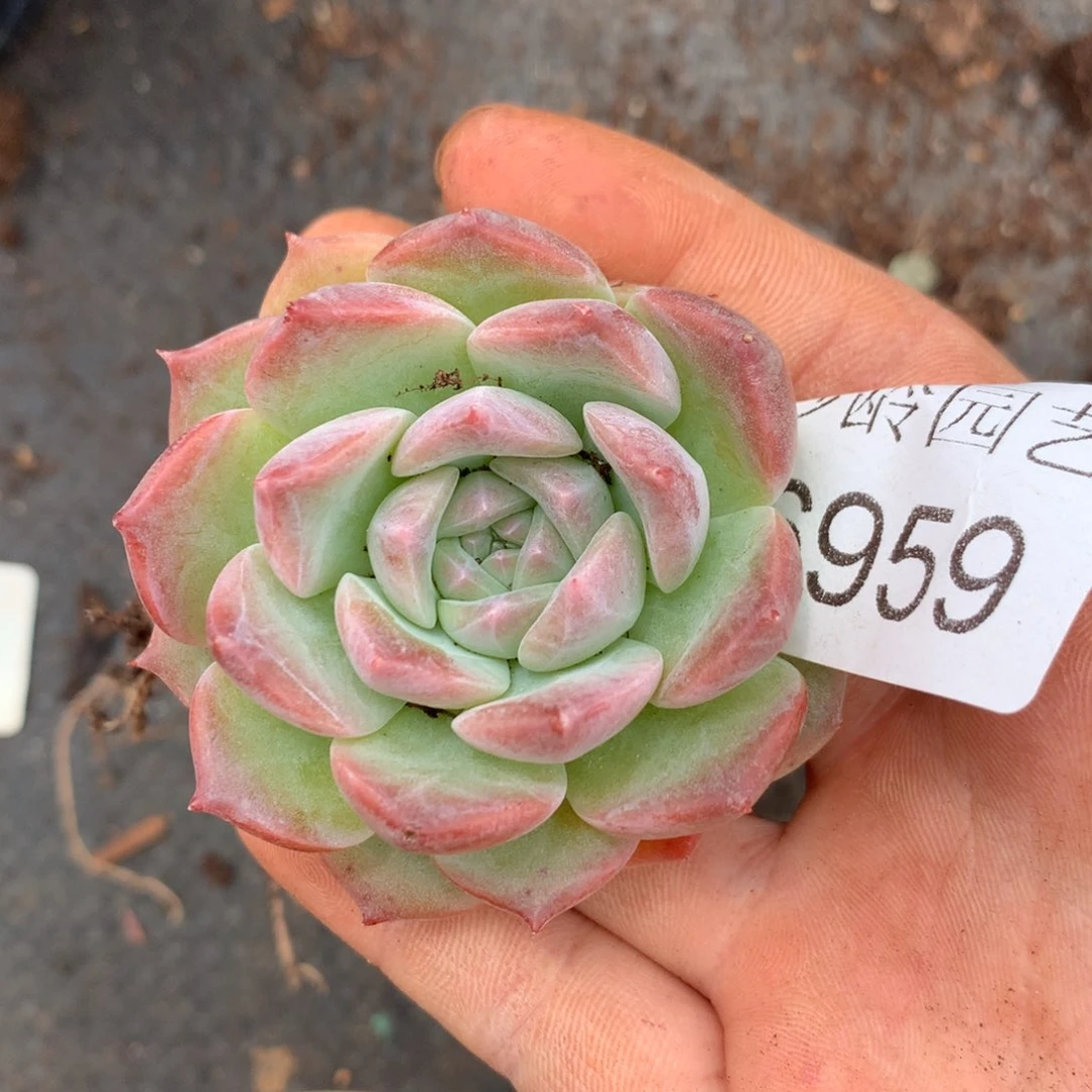 6959杂交精品基地5厘米