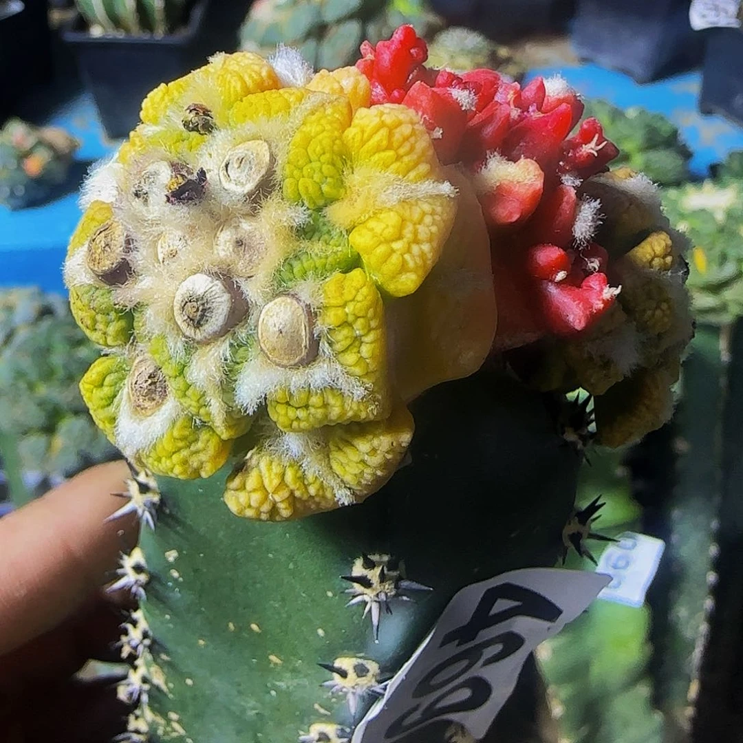 黑锦石化469仙人球