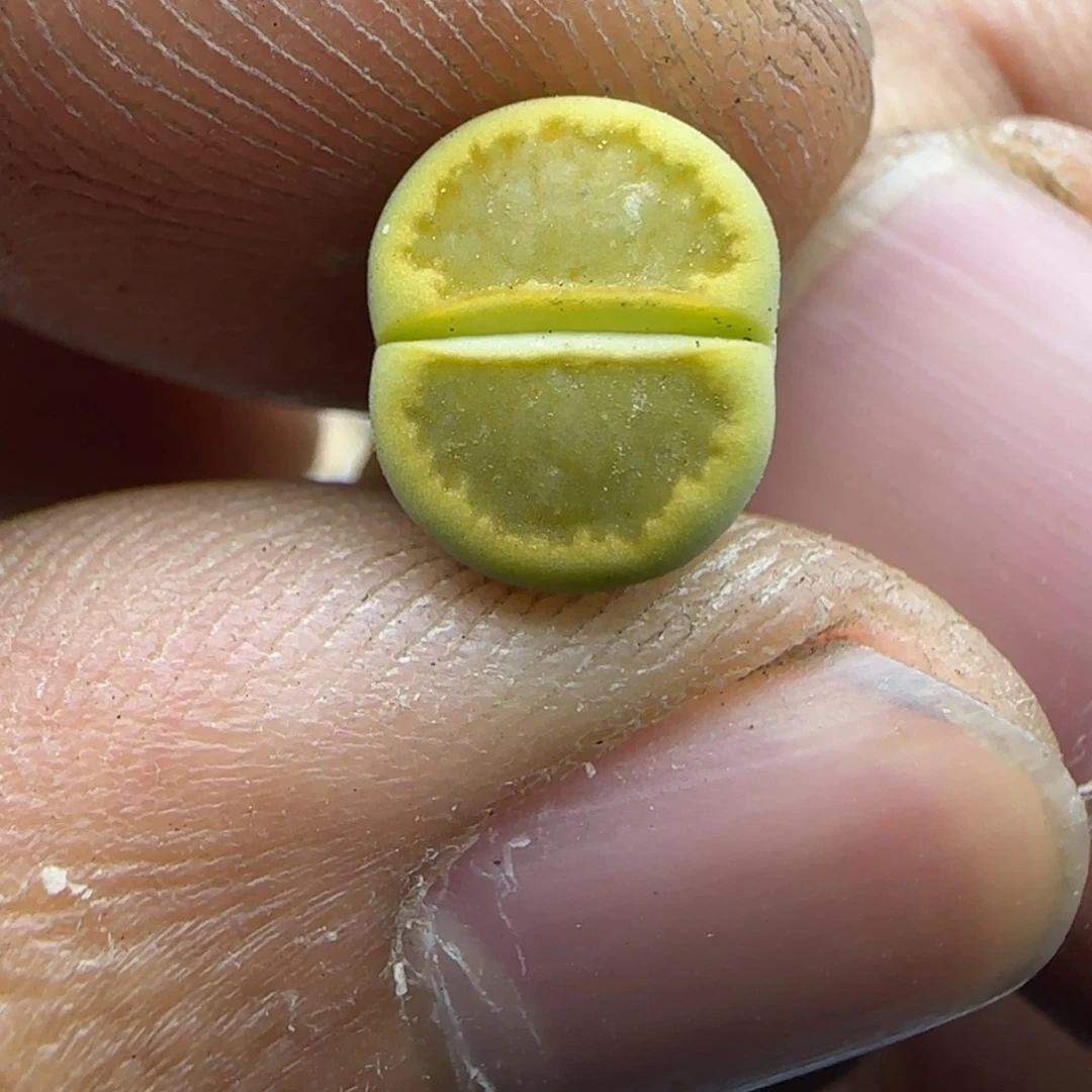 646 生石花大棚直播